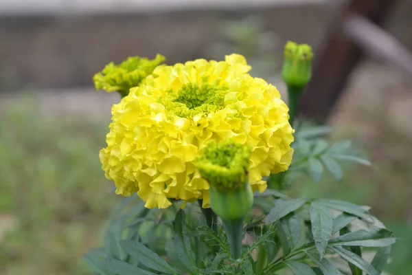 Closeup Beautiful Yellow Marigold Flowers Garden — Stockfoto