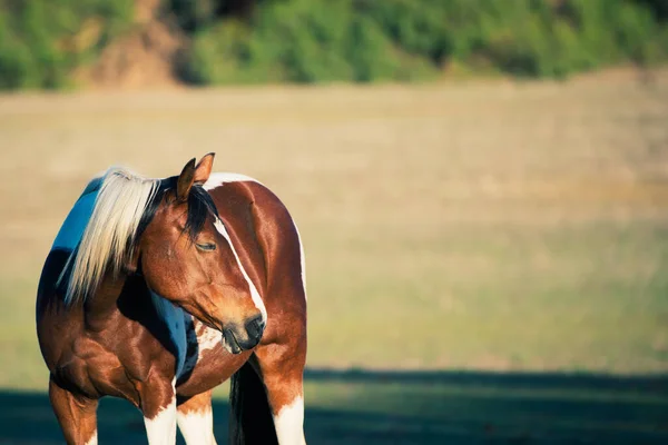 Adorable Brown Foal Sunny Field — Stock Fotó