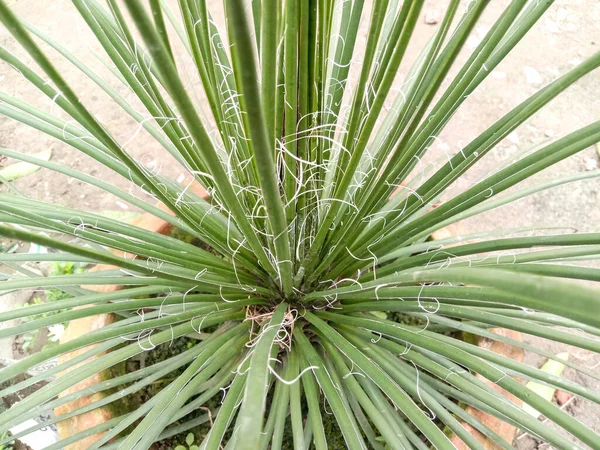 Closeup Shot Growing Yucca Glauca Plant — ストック写真