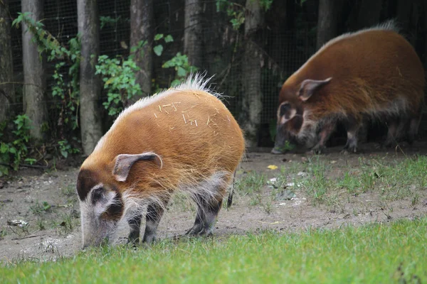 Closeup Shot Red River Hogs Zoo — Foto Stock