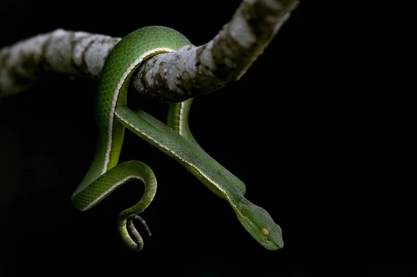 Captured While Hanging Branch Black Background Vogel Pit Viper Trimeresurus — Stockfoto