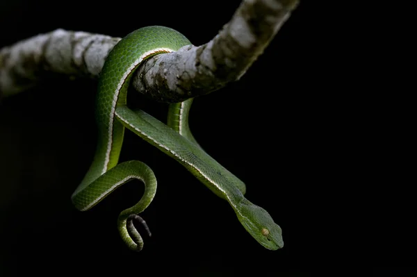 Captured While Hanging Branch Black Background Vogel Pit Viper Trimeresurus — Stock Fotó