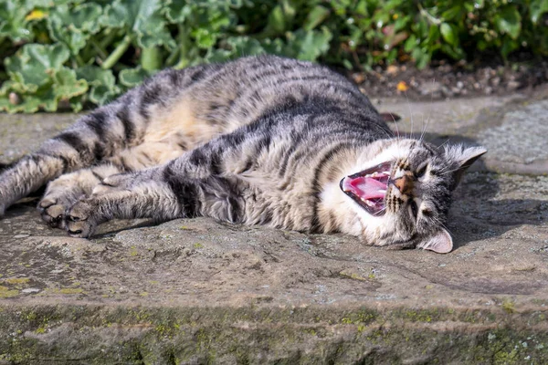 Closeup Funny Gray Tabby Cat Big Yawn Lying Concrete Pavement — Stockfoto