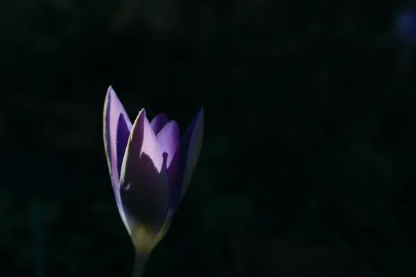 Closeup Purple Tulip Dark Background — Foto de Stock