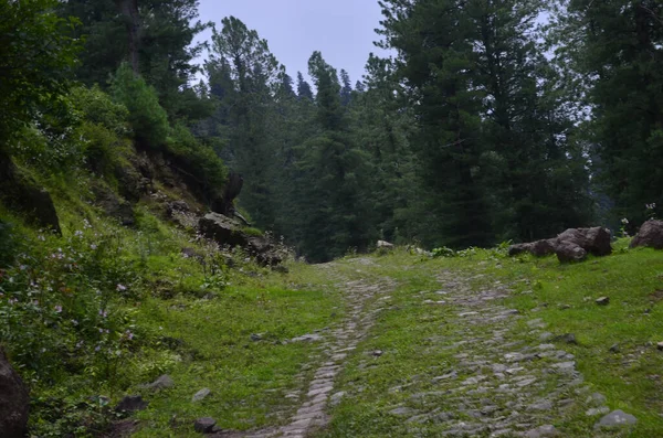 Green Mossy Forest Hill Spring — Φωτογραφία Αρχείου