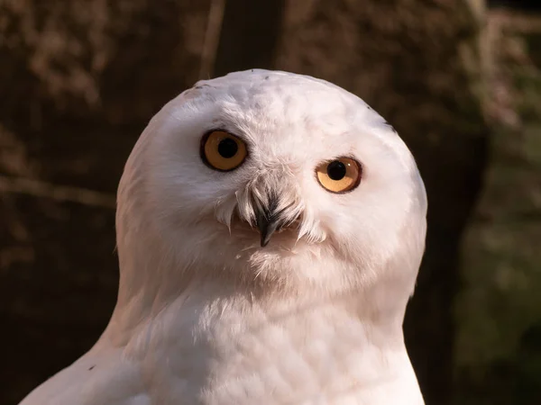 Selective Focus Shot White Owl Yellow Eyes — стоковое фото