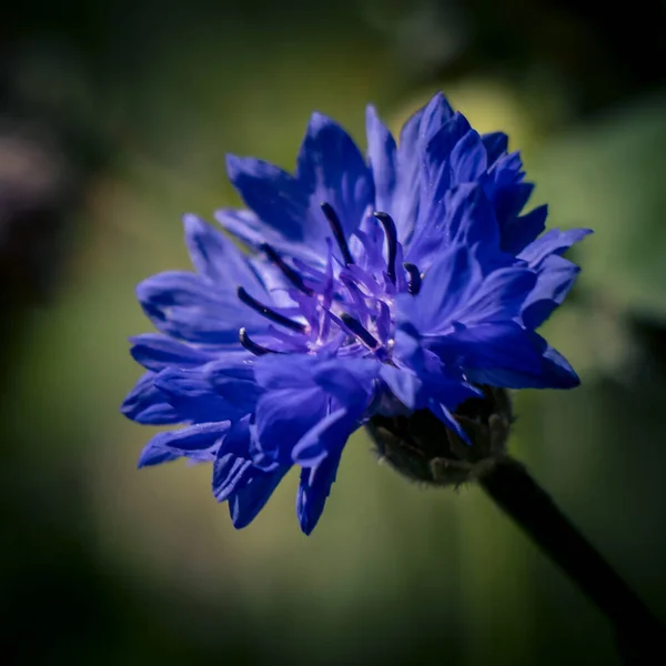 Square Close Shot Blue Cornflower Blurred Background —  Fotos de Stock
