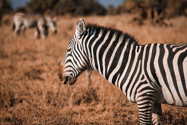 Selective Focus Shot Zebra Dry Grass Field —  Fotos de Stock