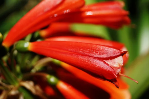 Beautiful Red Flower Buds Blurred Background — Stok fotoğraf