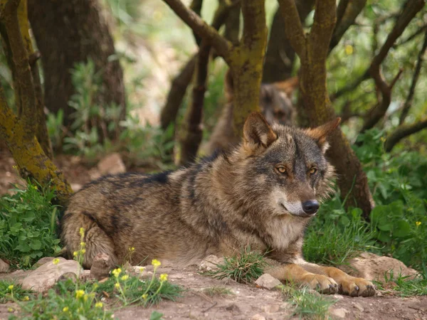 Group Wolves Canis Lupus Forest Spain — Stock Fotó