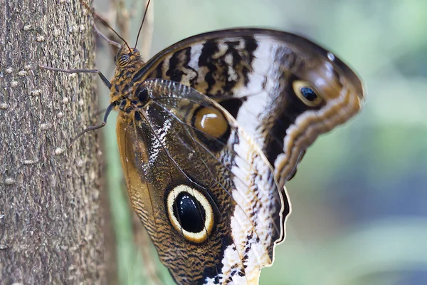 一只长着大大的眼盆的猫头鹰蝴蝶的特写 — 图库照片