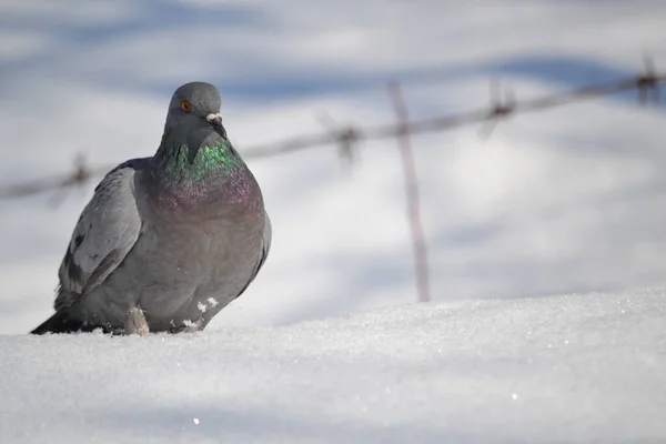 Closeup Shot Gray Pigeon Snowy Background Copy Space — стоковое фото