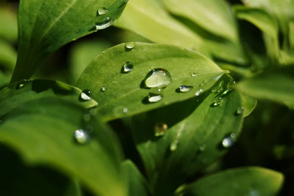 Small Droplets Green Leaves Spring — Foto Stock