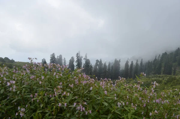 Green Hills Foggy Day Spring — Fotografia de Stock