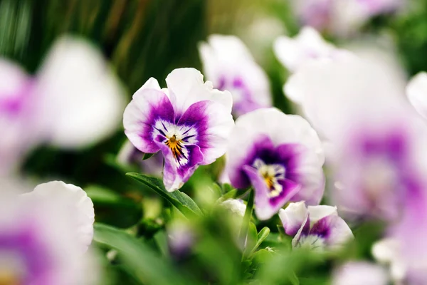 Beautiful Purple White Viola Cornuta Flowers Grown Garden — Φωτογραφία Αρχείου