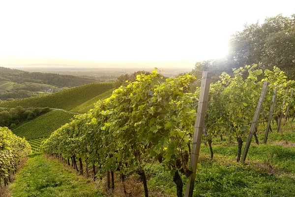 Beautiful View Green Vineyards — ストック写真