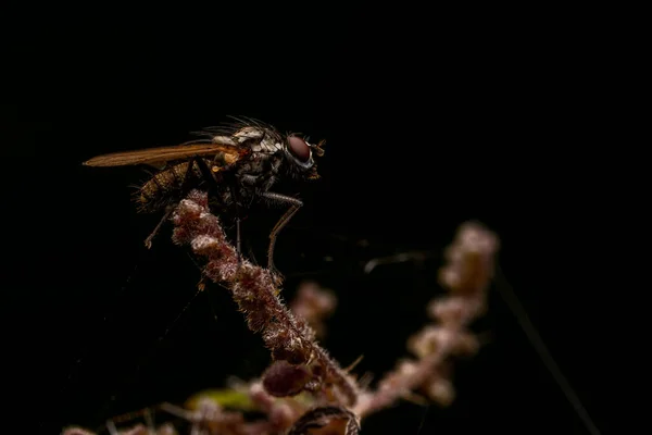 Selective Focus Shot Common Fly Dark Background — 스톡 사진