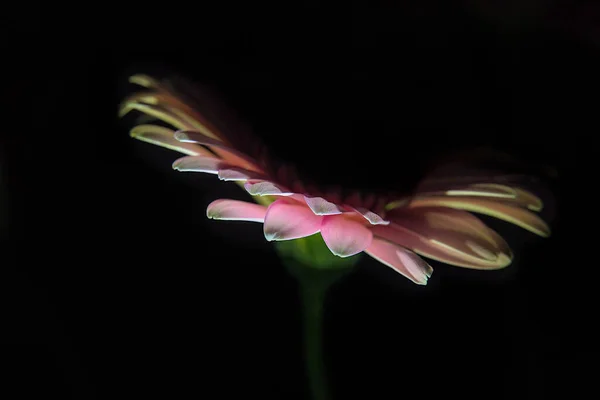Closeup Shot Pink Gerbera Flower Isolated Black Background — Fotografia de Stock