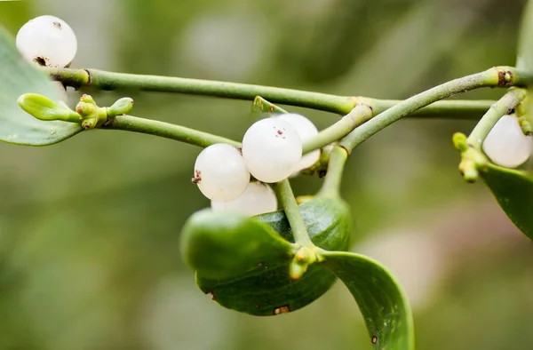 Closeup Shot White Mistletoe Berries Growing Twig Green Background — ストック写真