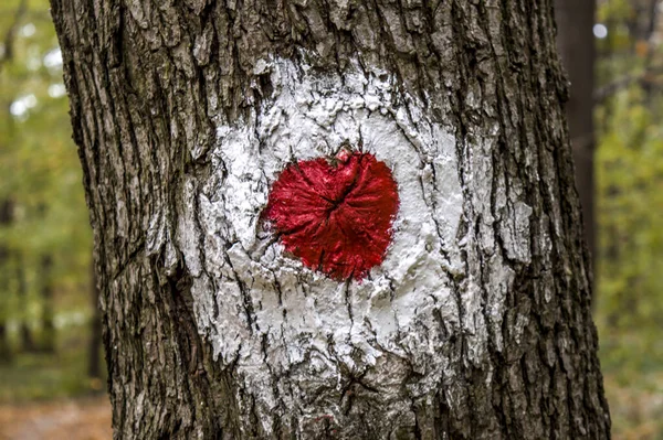 Closeup Shot Red White Circle Mark Tree Forest Marking Safe — стоковое фото