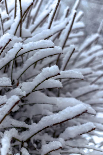 Primo Piano Verticale Rami Albero Ricoperti Neve Bosco — Foto Stock