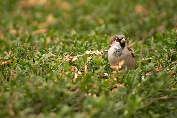 Selective Sparrow Grass — стоковое фото