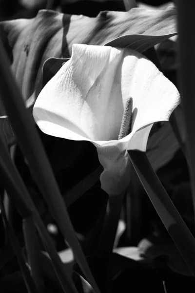 Selective Calla Flower Garde — Stockfoto