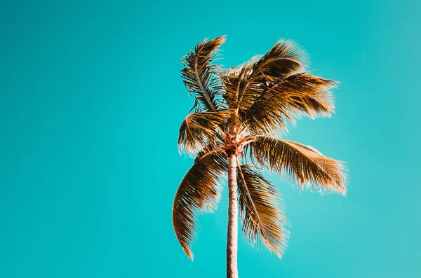 Beautiful Shot Coconut Tree Blue Clear Sky — 图库照片