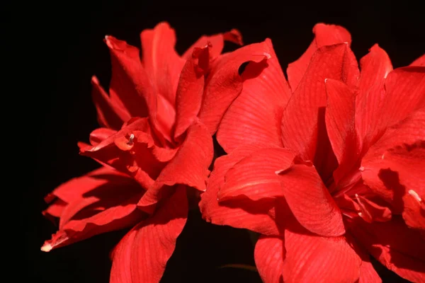 Closeup Shot Red Flowers Isolated Black Background — Stok fotoğraf