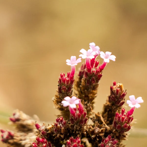 Square Closeup Shot Verbena Buenos Aires Flowers Blurred Yellow Background — Stockfoto