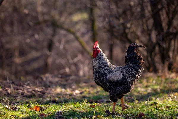 Closeup Shot Rooster Farm Blurred Background — 스톡 사진