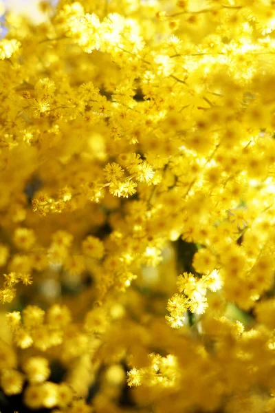 Beautiful Yellow Mimosa Flowers Grown Garden — Stock Photo, Image