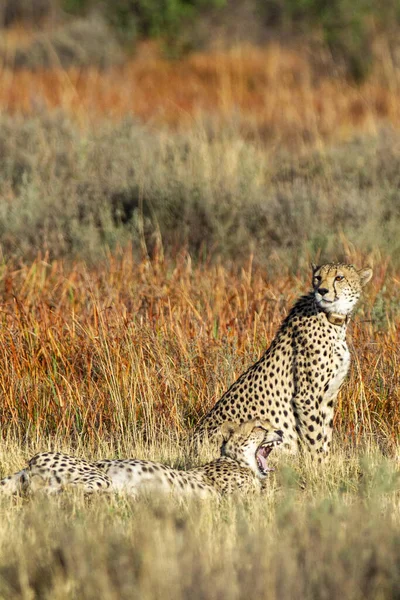 Two Cute Cheetah Jungle South Africa — стоковое фото