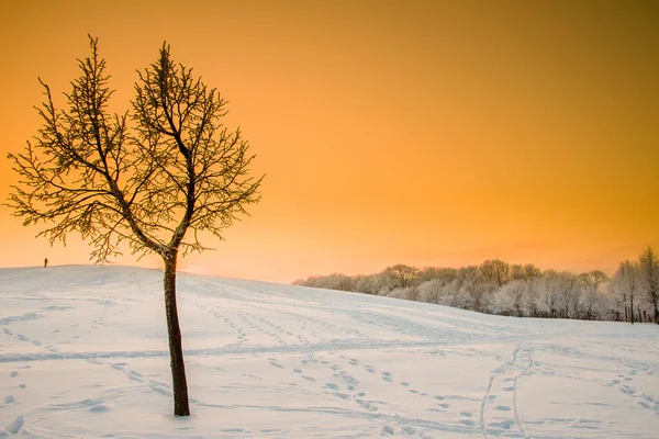 Scenic View Tree Winter Sunset Warm Colors Klaipeda Lithuania — Stock Photo, Image