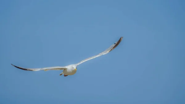 Une Mouette Volante Contre Ciel Bleu — Photo