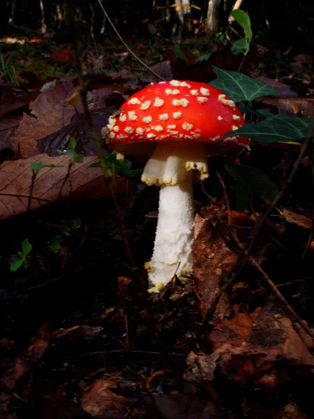 Foto Agradável Fungo Vermelho Branco Chamado Agaric Mosca — Fotografia de Stock