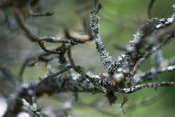 Naturally Frozen Tree Twigs Forest Winter — Fotografia de Stock