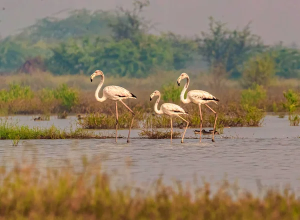 Flamingo Family Stroll Lake — Stockfoto