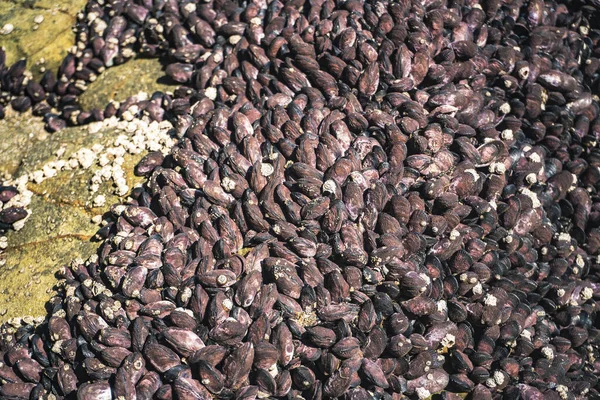 Closeup Shot Shells Molluscs Beach Pisco Peru — стоковое фото