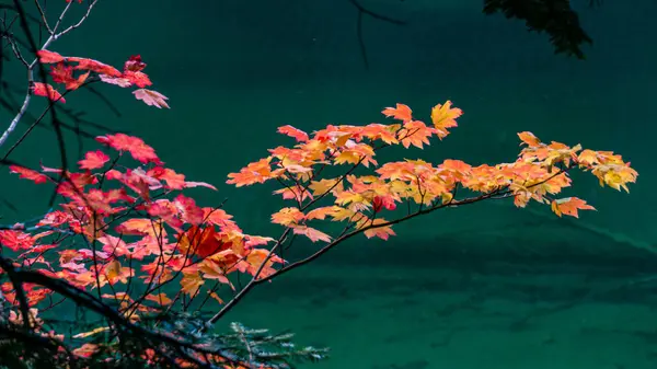 Beautiful Maple Tree Colorful Leaves Beautiful Park Lake — Stock Photo, Image