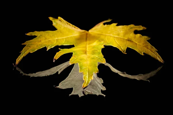 Maple Leaf Reflecting Mirror Dark Background — Stock fotografie