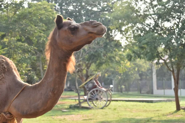Una Vista Cerca Camello Indio Asiático Atado Árbol Bajo Sol — Foto de Stock