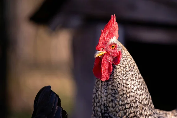 Closeup Shot Rooster Farm Blurred Background — стоковое фото