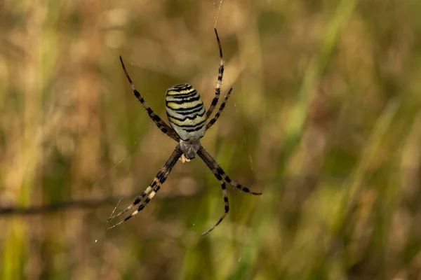 Selective Focus Shot Argiope Spider — Photo
