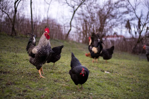 Flock Free Range Chickens Foraging Grasses Farm — Photo