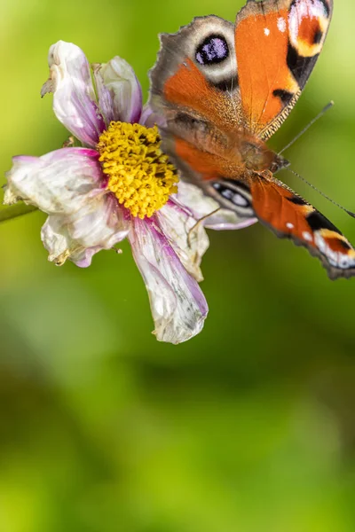 Vertical Shot Beautiful Butterfly Garden Cosmos Flower Garden — ストック写真