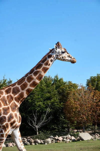 Vertical Shot Beautiful Giraffe Walking Animals Park Trees Clear Sky — Stockfoto