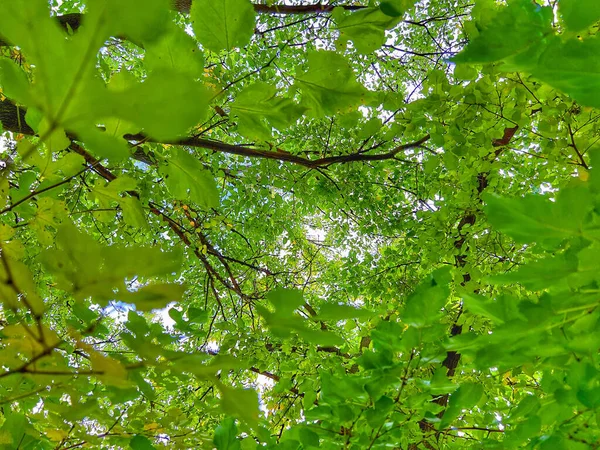 Galhos Árvore Com Folhagem Verde — Fotografia de Stock