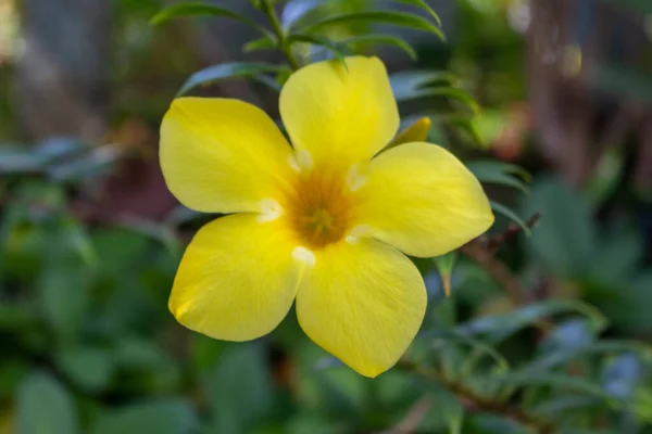 Selective Focus Shot Blooming Allamanda Cathartica Flower — Stok fotoğraf