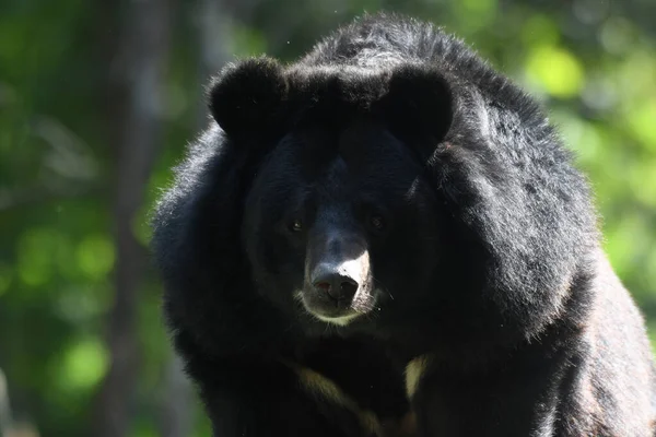 Asian Black Bear Ursus Thibetanus Huai Kha Khaeng Wildlife Sanctuary — 图库照片